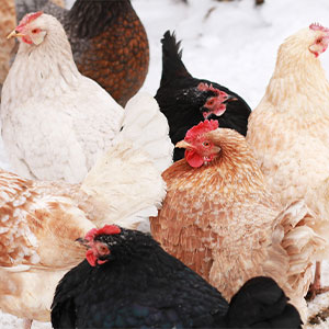 Gallinas