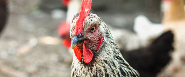 Gallo cuello blanco
