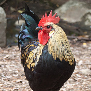 Cuerpo de gallo