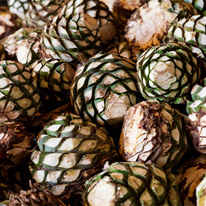Agave